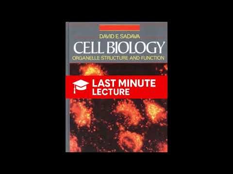 Plastid & Mitochondrial Biogenesis | Chapter 5 – Cell Biology: Organelle Structure & Function