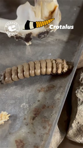 How a Rattlesnake Rattle Actually Works #Rattlesnake #Snakes #Anatomy