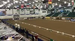 2.6K views · 67 reactions | The British Dressage winter championships are underway - this is Owen Cooper on Don Dante in the advanced medium restricted, the first class of the day | Horse & Hound: Dressage | Facebook