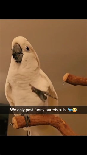 Funny parrotsfails on Instagram: "We only post funny parrots fails 🐦😂 From talking too much to falling off the perch 💀🤣 Tag a friend who needs this laugh today 🐦👇 #funnyanimals #viralvideos #parrotlife #foryou #comedyreels"
