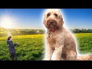 Extremely Excited Lead Walking (staff training day)