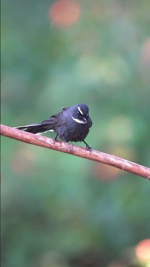 White Throated Fantail Bird