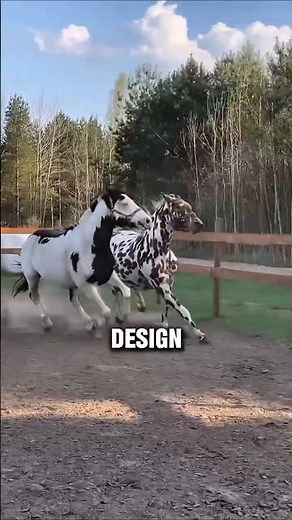 Amazing Facts About The Appaloosa Horse #horse #shorts
