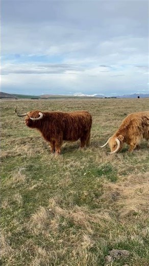 Agricultural activity agriculture animals- HD, (What HAPPENS on an Agricultural Farm with Animals?)