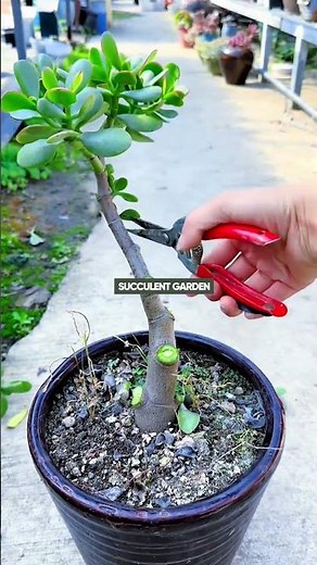 How to Prune & Shape Your Jade Plant: A Beginner’s Guide