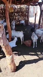 Bal Adba..... | Galdogob TV