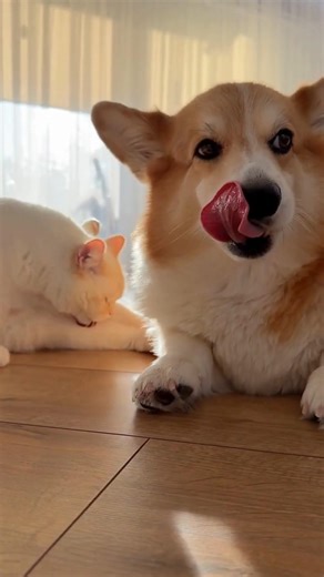 🐕 When Did Animals First Become Pets?