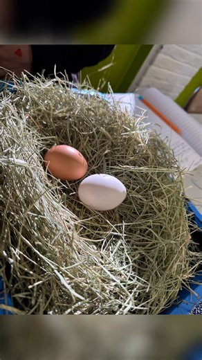 This week our students are practicing Still Life drawings; a genre of art that depicts inanimate objects, such as flowers, fruit, or household items (in our case, eggs), arranged by the artist to create a specific composition. This type of drawing allows artists to focus on technical elements like composition, form, texture, and light without the complexity of living subjects. And we should have a few eggs hatching this week, reinforcing their prior knowledge of Life Cycles that the students lea