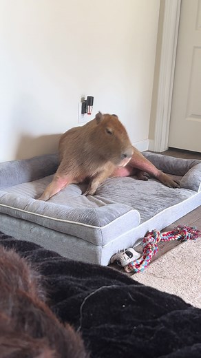 Capybara Care: Why They Make Challenging Pets