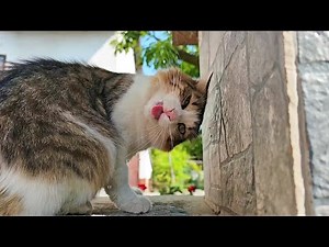 How Cats Drink Water from a Tap in Slow Motion