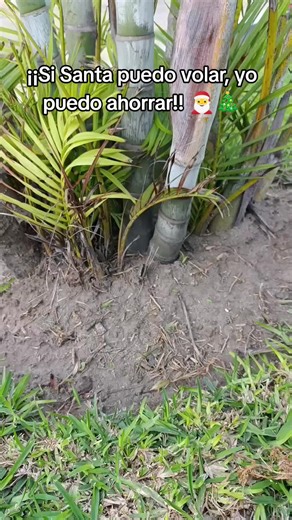 Ahorra este Navidad con luces solares de 30m