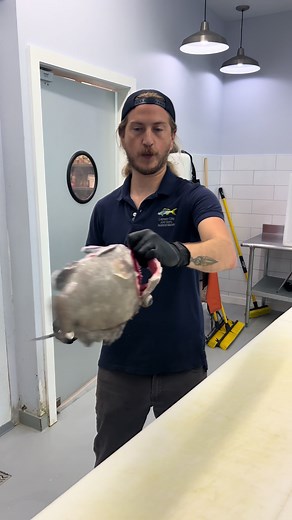 reedthefishmonger on TikTok