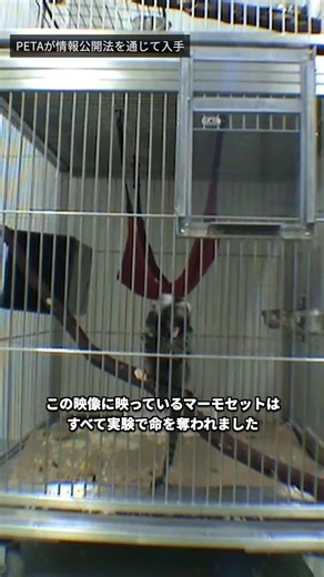 人々が子猿のパンチに熱狂する一方で、動物実験で苦しむ子猿に注目が集まることは滅多にありません💔 この残酷なマーモセット実験室は閉鎖しましたが、まだ助けを必要としているサルたちがたくさんいます🐒 PETA.org/Monkeys ────────── #PETAアジア #猿 #マーモセット #動物実験