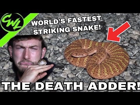 WORLD'S FASTEST STRIKING SNAKE, THE DEATH ADDER!!!