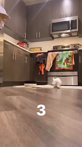 173K views · 3.3K reactions | What rabbits do when we’re not home…  #rabbit #bunny #funny #viral #reels | USA Rabbit Lovers | Facebook