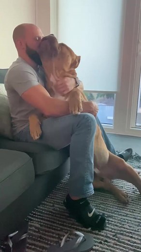 Why Are Pitbulls So Clingy? Discover the Reason Behind Pitbulls' Affectionate Nature