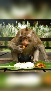 1.1M views · 10K reactions | Hasil jerih payah sendiri, akhirnya santap siang terhidang  #SurvivalMode #monyetmancing | Yon | Facebook