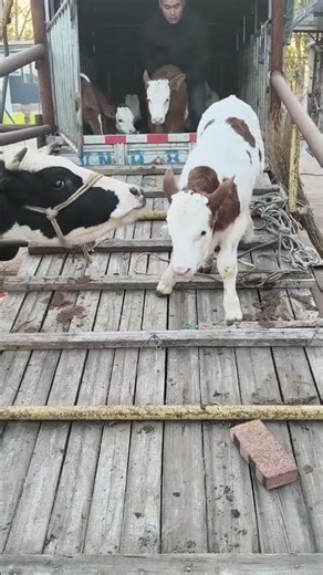 “Little Cow Baby Running Around 🐮 | Funny & Cute Calf Moments