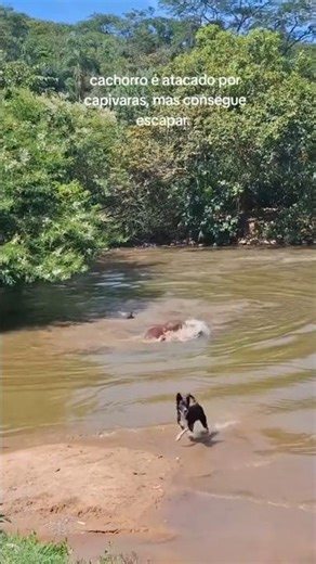 Capybara attacks dog in river - see the moment of the attack? #capybara #dog