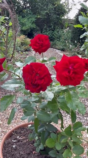 This is Florabunda Rose ‘Glad tidings’#gardenerben