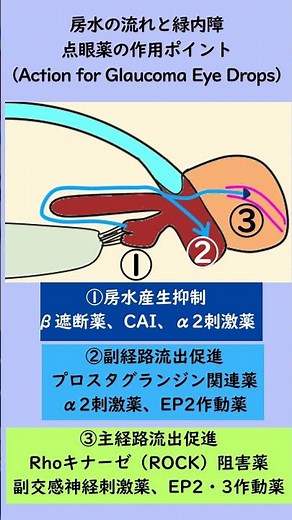 Aqueous Humor Flow and Action Points for Glaucoma Eye Drops