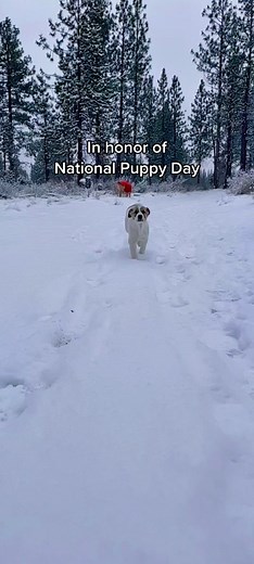 Playful Puppy Wesky Enjoys Winter and Beach Adventures