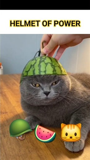 5 Types Of Cats You See Every Day 🐱