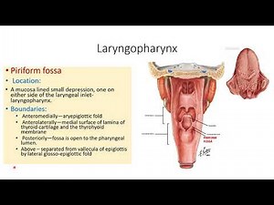 PHARYNX 4 LARYNGOPHARYNX