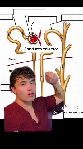 Nefrona: Funcionamiento y Estructura del Sistema Urinario