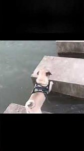 Confuse Behavior Animals never fail to make us laugh Super funny animal compilation, 🐶 #36