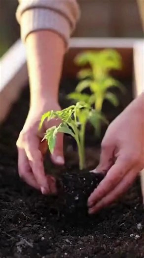 How to build a tomato trellis (step-by-step guide).... | Beautiful Home & Garden Ideas