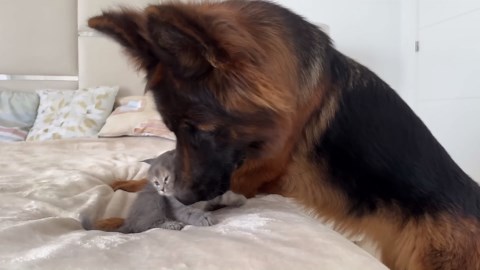 German Shepherd Meets New Kitten for the First Time