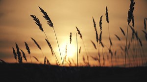 Sunset Nature View: Calm Background Of Stock Footage SBV-328454903 - Storyblocks