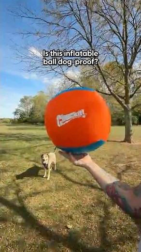 Is This Inflatable Ball Dog-Proof? | The Pack