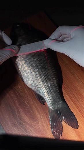 Creative Ideas for Crafting with Fish Scales