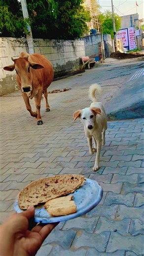 Unlikely friends: a Calf and a Golden Retriever Share Biscuits! 🐶🐮 #shorts #youtubeshorts #calf #dog