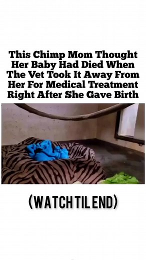 Heartwarming Chimp Baby Saying Mama | Emotional Wildlife Moment