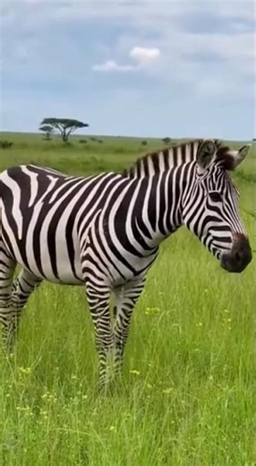 Zebra's Incredible Defense: Lion Surprised!
