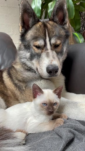 Adorable Cat and Wolf Dog Cuddle Pounce - Best Friends Forever!
