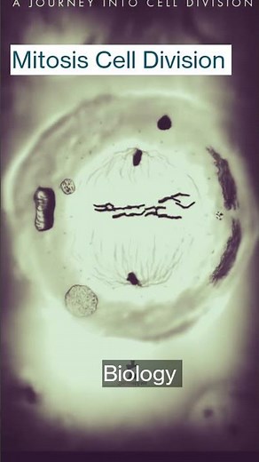 Human Cell Division Animation