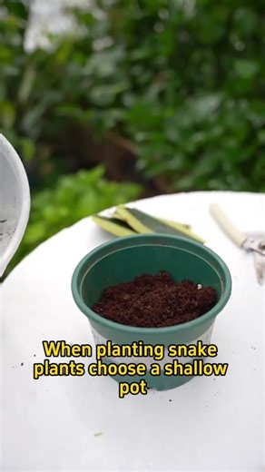 9.2K views · 105 reactions | Grow snake plant | Garden and Lifehacks V1 | Facebook