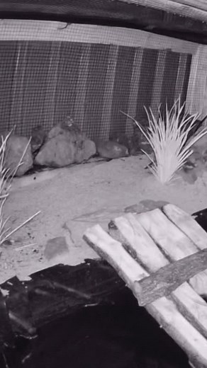 The exact moment our female Saw-shelled Turtle finishes laying her clutch of 14 eggs before disappearing back into the water. 🥚🐢 After carefully covering and compacting her nest, she glides away like nothing ever happened — pure instinct at work. 💧 #TurtleReel #WildlifeMoments #NatureReels #CamdenTurtleSanctuary #SawShellTurtle #FreshwaterTurtle #NatureLovers | Camden Turtle Sanctuary