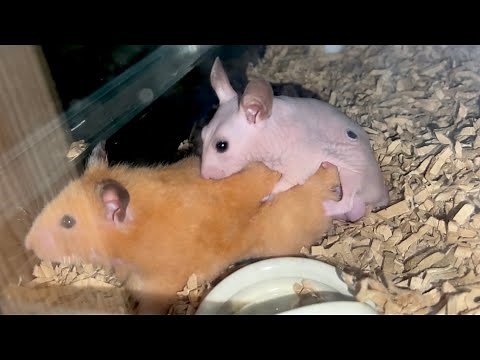 The hamsters finally mated successfully.
