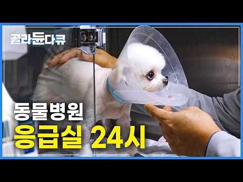 24시간 불이 꺼지지 않는 동물병원 응급실의 하루ㅣ강아지가 큰 병원 가야할 때ㅣ동물종합병원ㅣ동물병원 응급실ㅣ극한직업ㅣ#골라듄다큐