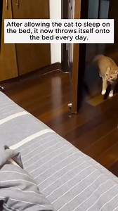 4M views · 10K reactions | Close up pictures of cats on Reels | Facebook