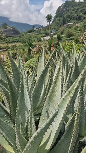 5.9K views · 101 reactions | Aloe marlothii is commonly known as the...