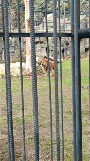 Cimbomluya gönder😂 #shortvideo #shorts #gs #aslan #galatasaray #komedi #reels #keşfet #viral #komik