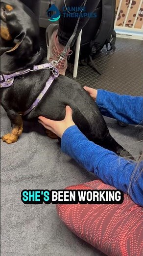 Dachshund IVDD Recovery | From Paralysed to Walking in 3 Weeks