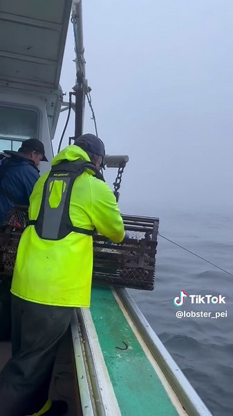 Hauling in the catch🦞 Each trap is attached to a rope, which is attached to another rope stringing together lobster traps, with a buoy on one end that fishers grab with a long hook to begin hauling. Traps are hauled to the surface with a winch on the boat, and the lobsters are removed and measured to ensure that they meet the minimum (in some cases maximum) lobster carapace shell size. Those that do not meet the size requirements or are egg bearing, are gently returned to the ocean. Traps are e