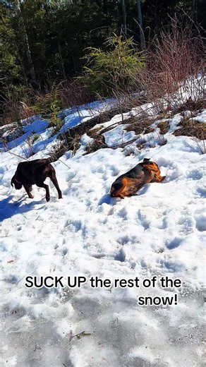 Fake spring?! Real Spring?! #spring